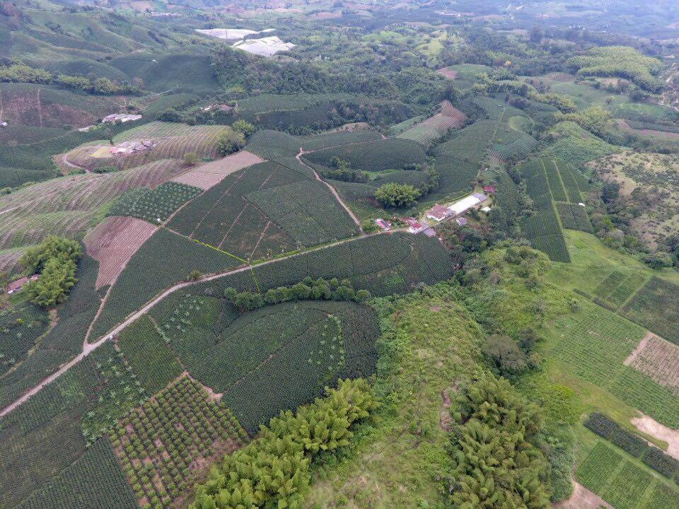 Hacienda Cafetera La Gaviota Villa Chinchina Ngoại thất bức ảnh